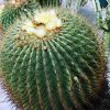 Ferocactus_melocactiformis